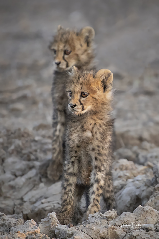 Remembering Cheetahs Cubs