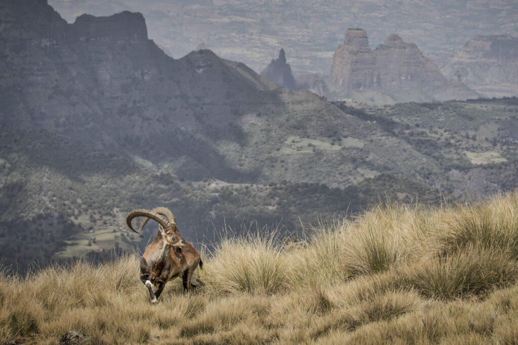 A wild goat with curved horns in a mountainous landscape.