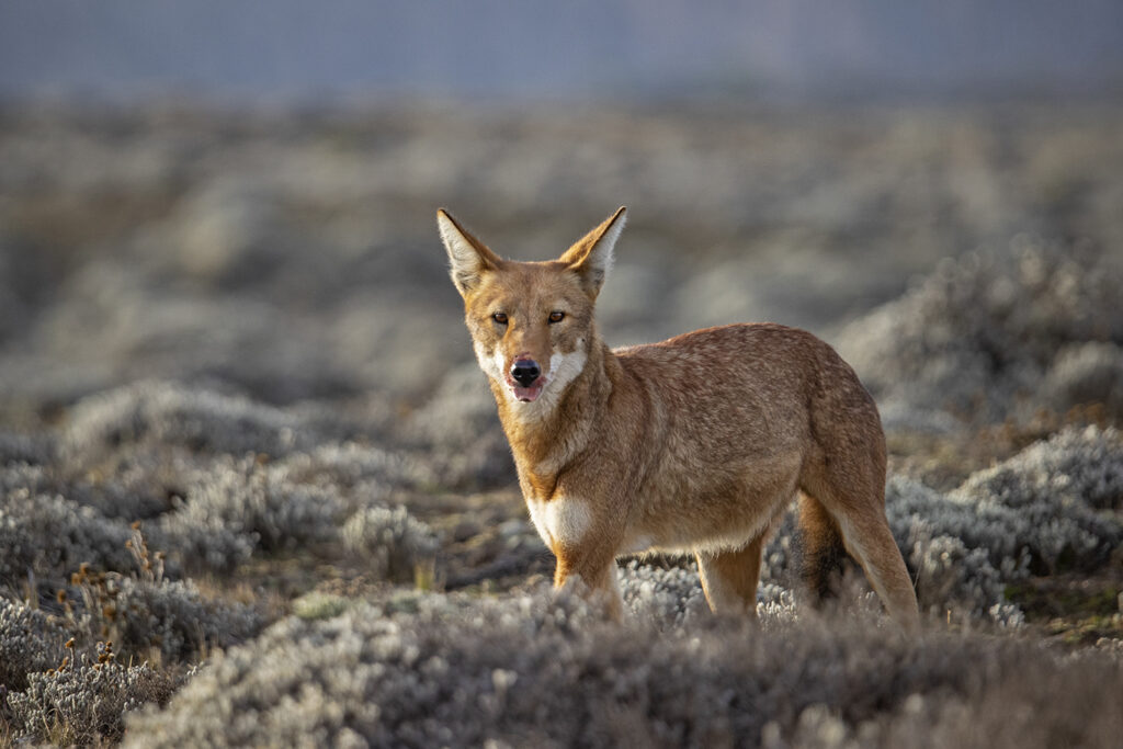 Ethiopia Wildlife photography
