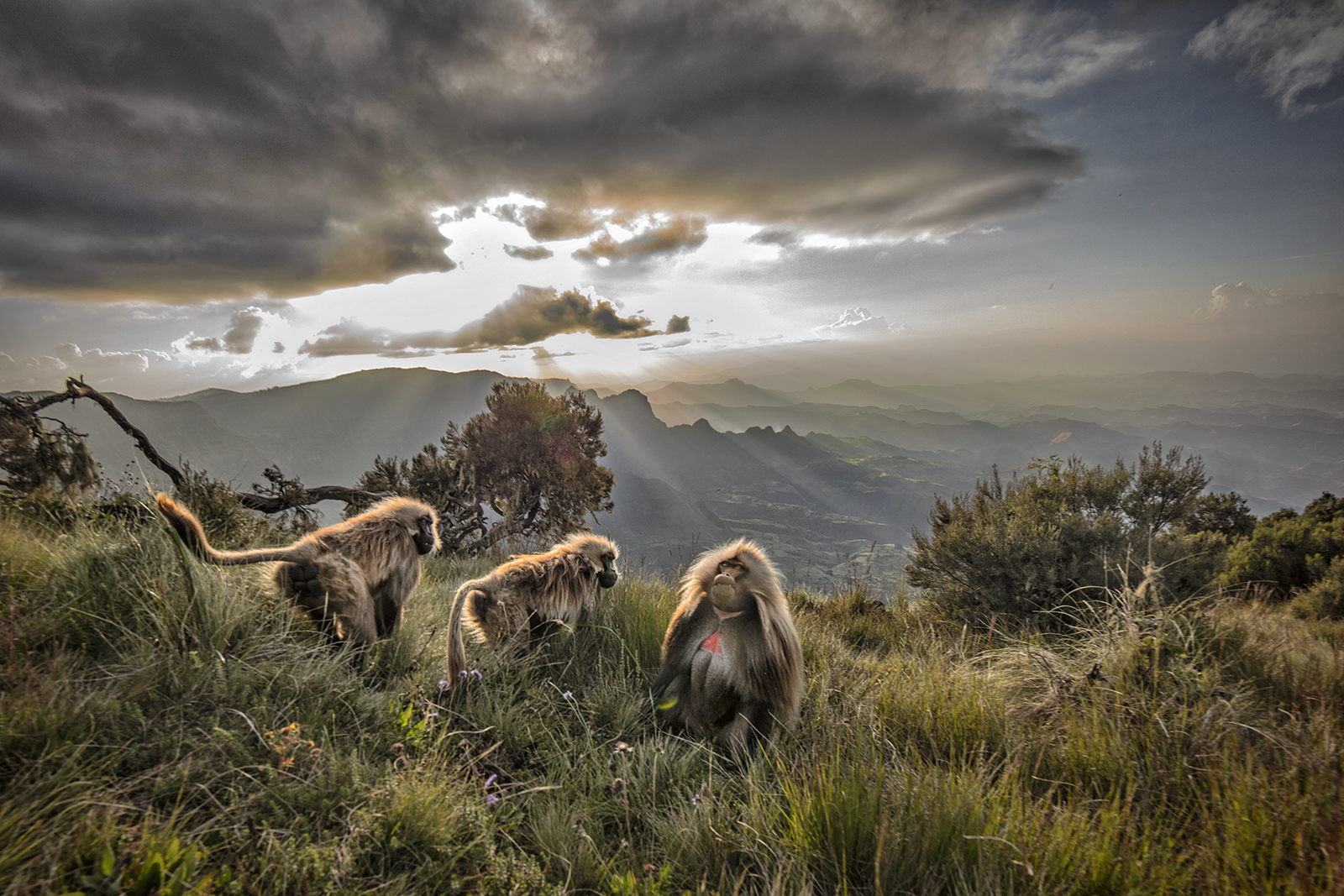 wildlife tourism in ethiopia