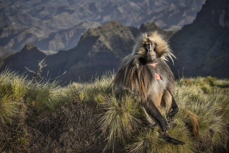 Ethiopia Wildlife photography