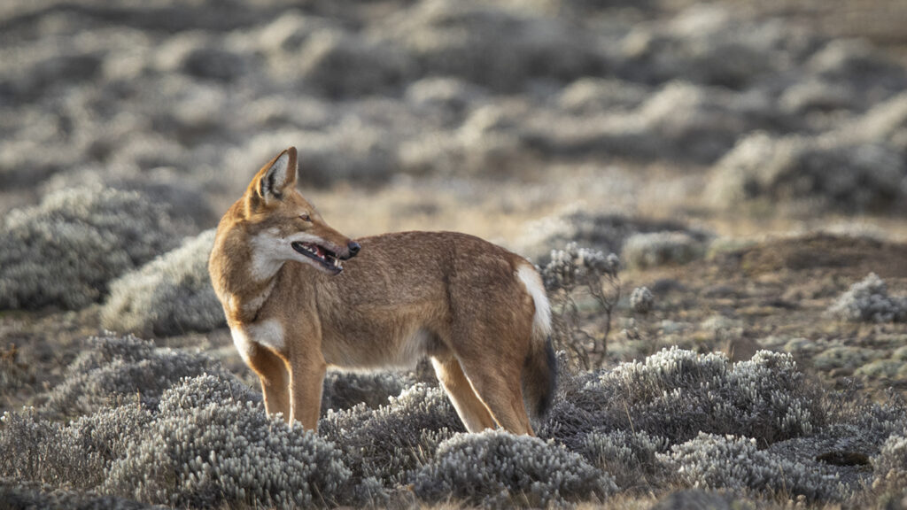 Ethiopian Wolf