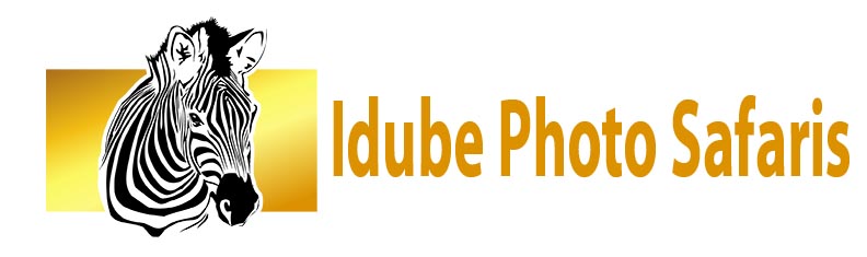 Idube Photo Safaris