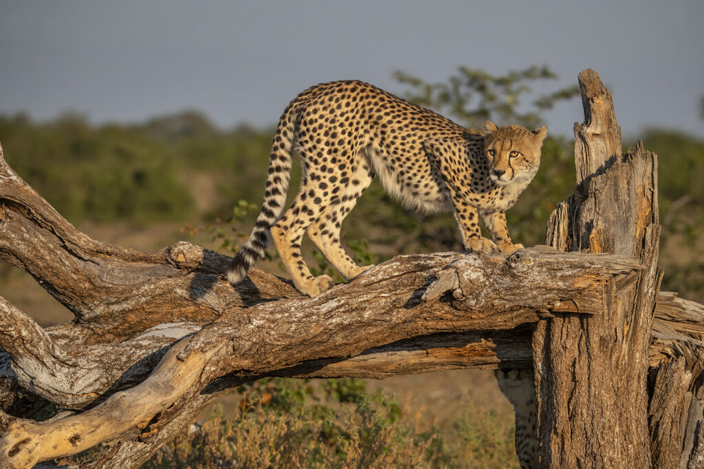 Kevin Dooley Wildlife photographer