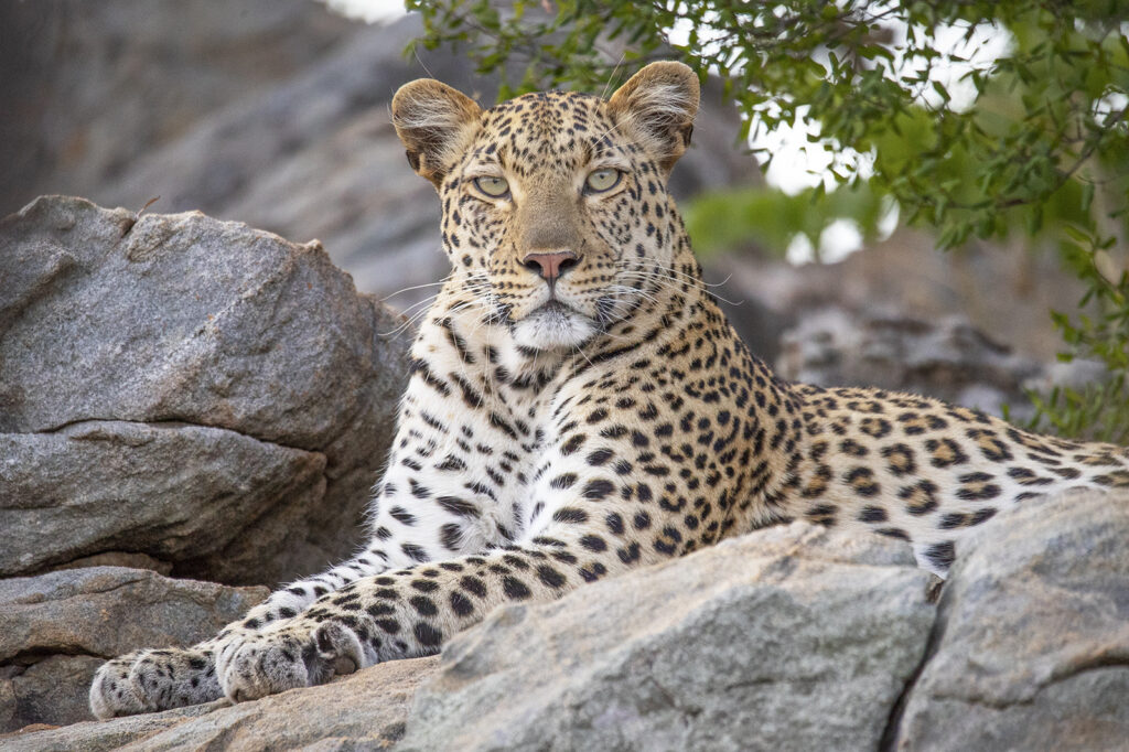Kevin Dooley Wildlife photographer