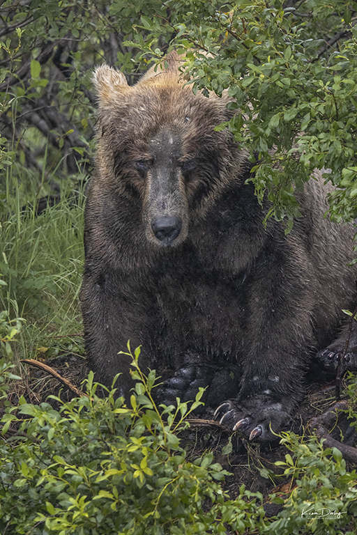 Wild Brown Bears