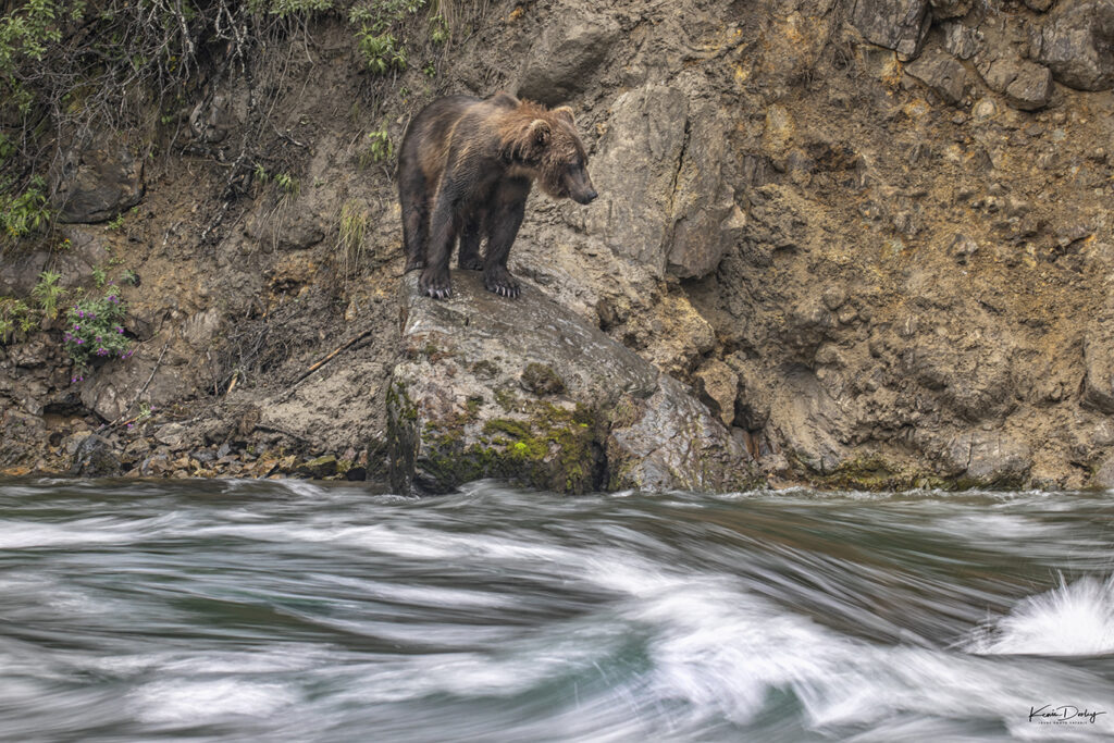 Bear photography