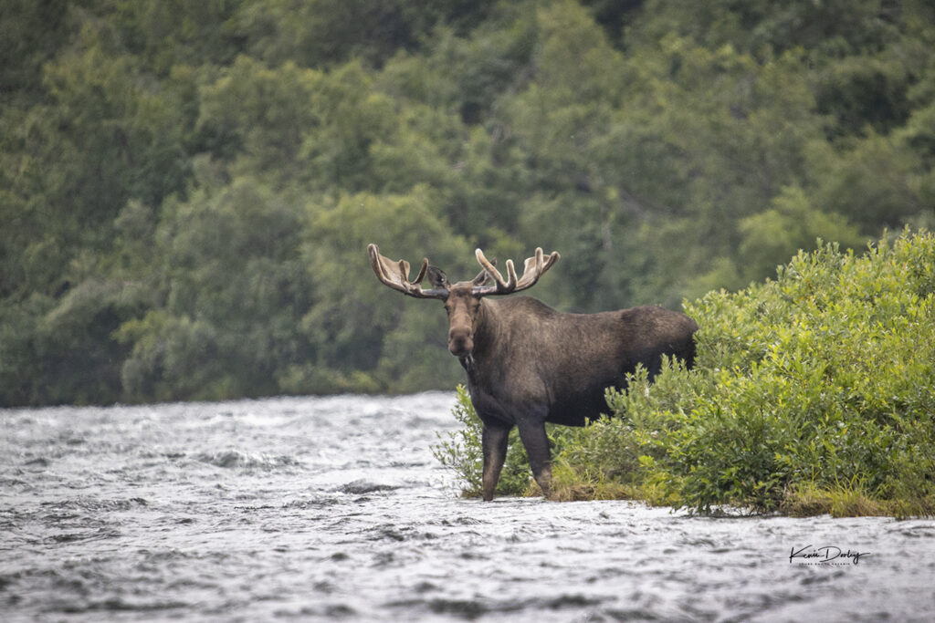 Moose Photography