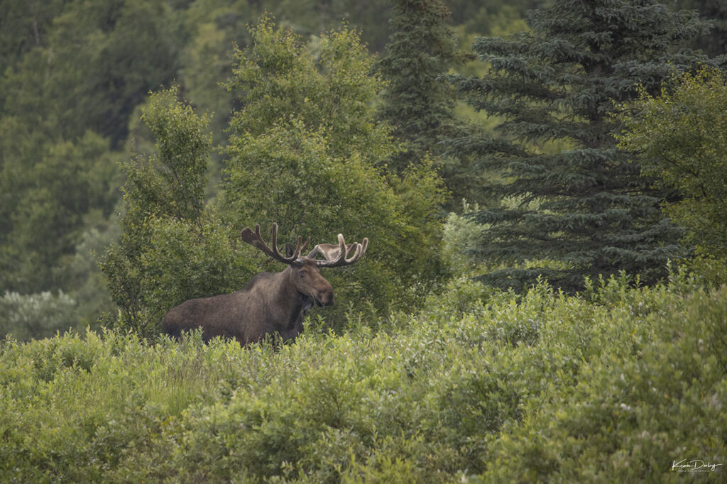 Moose photography