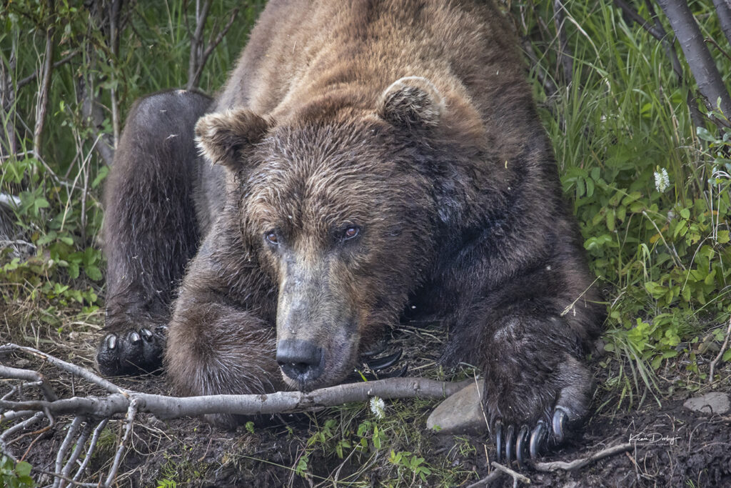 Brown Bear photography
