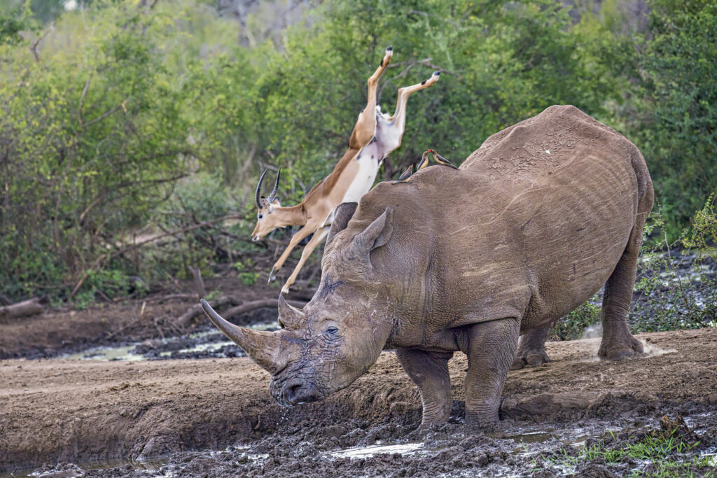 Kevin Dooley Wildlife photos