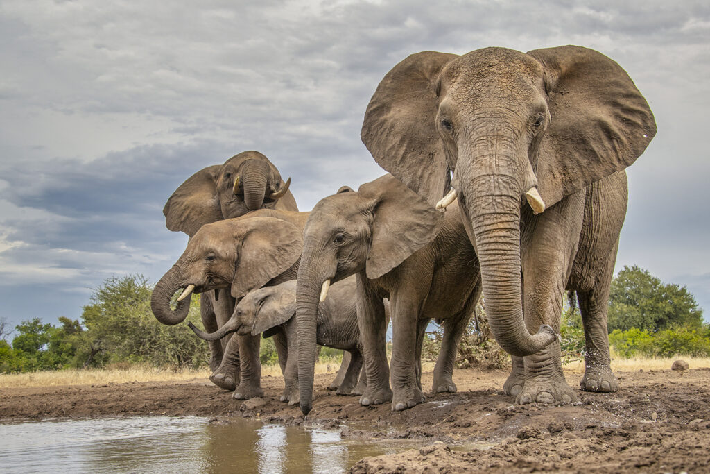 Photo Hide Elephants