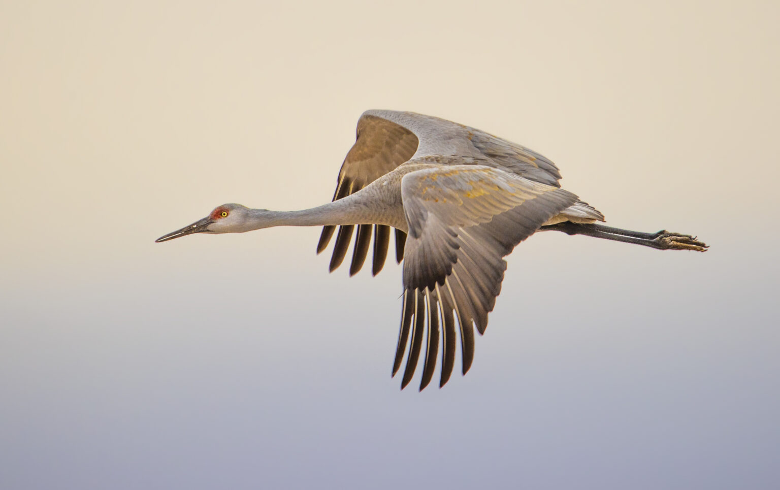 Bosque Del Apache