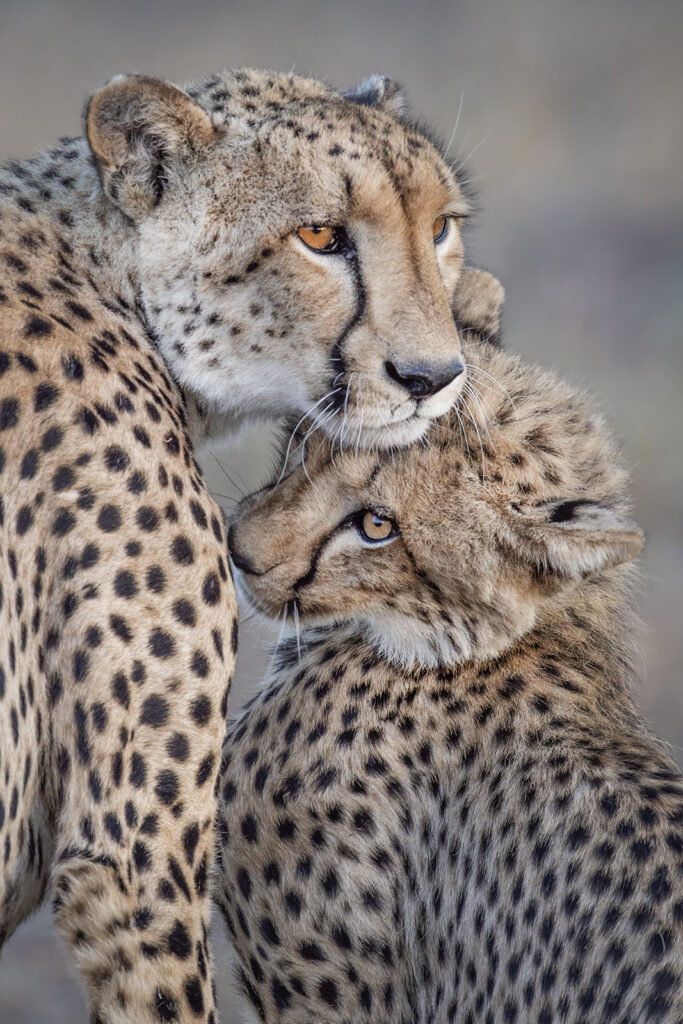 Cheetah and cub nuzzling affectionately together.