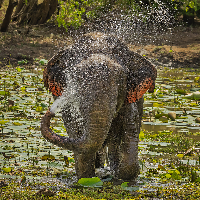 Wildlife of Sri Lanka