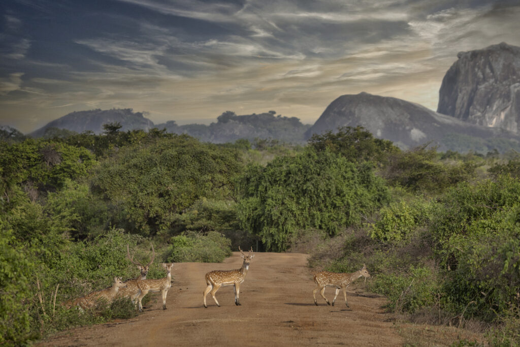 Sri Lanka Wildlife