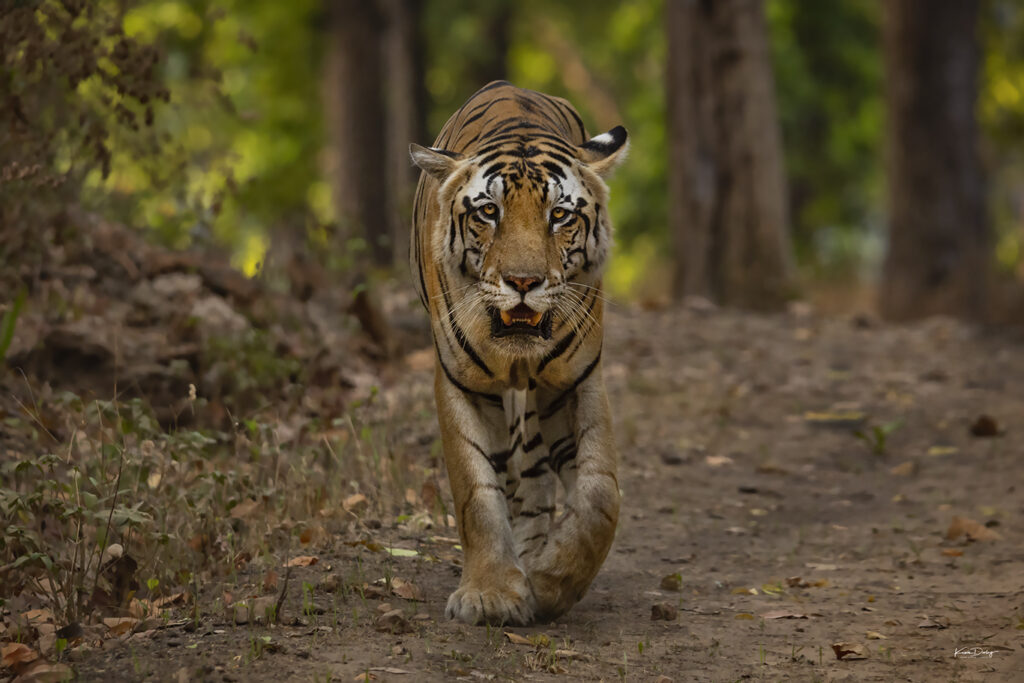 Tigers of India
