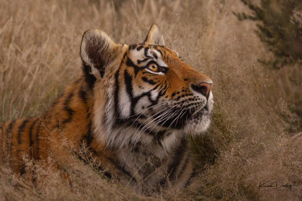 India Tiger photos
