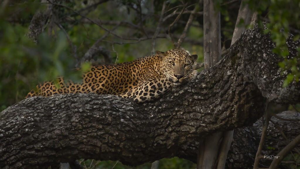 Sri Lanka leopards