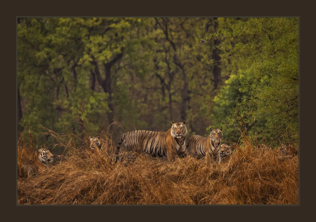 Wild Tigers of India