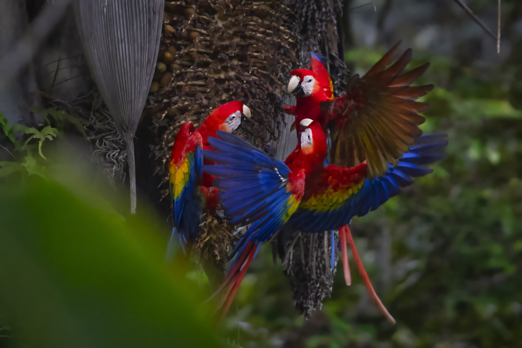 Costa Rica wildlife photography. My Top five tips to photograph wild