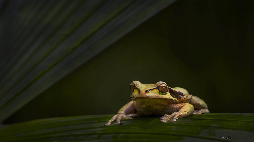 Tree Frog