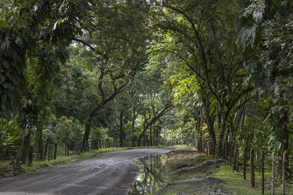 Costa Rica Rainforest