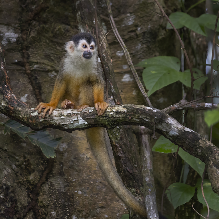 Costa Rica Monkeys