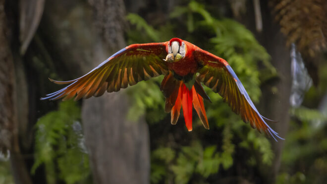 Costa Rica wildlife photography. My Top five tips to photograph wild Costa Rica