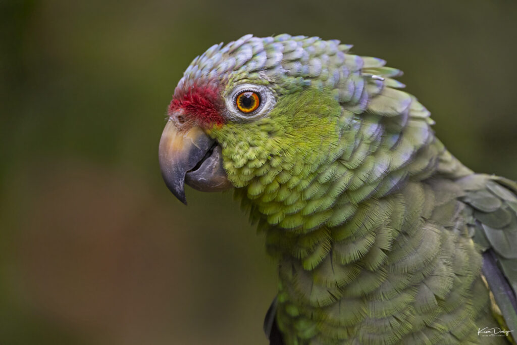 Red Lored parrot