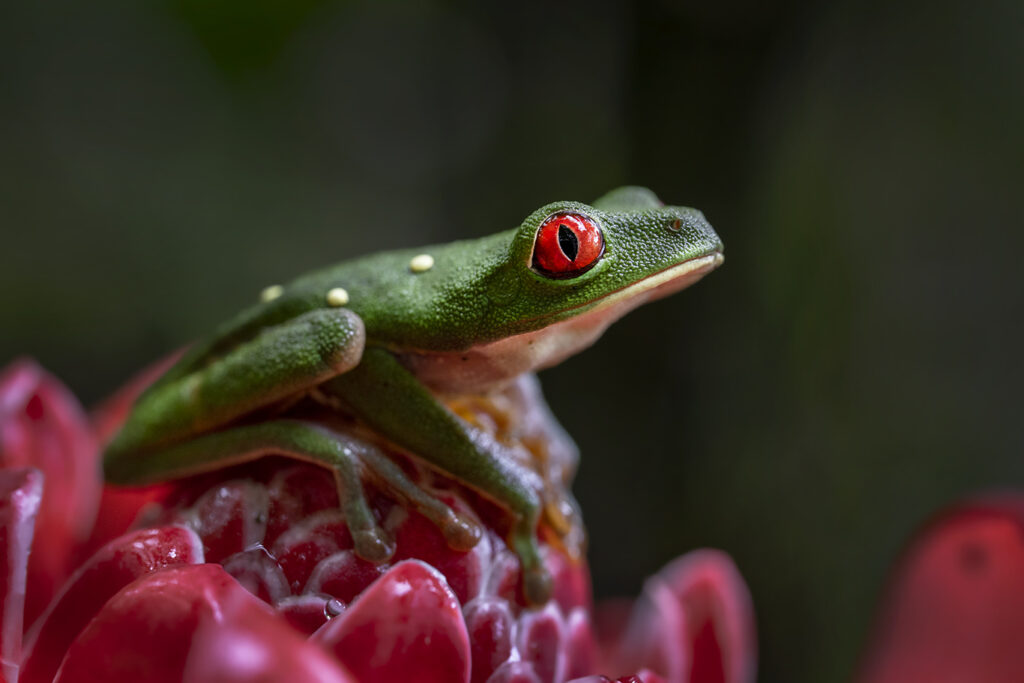 Costa Rica wildlife
