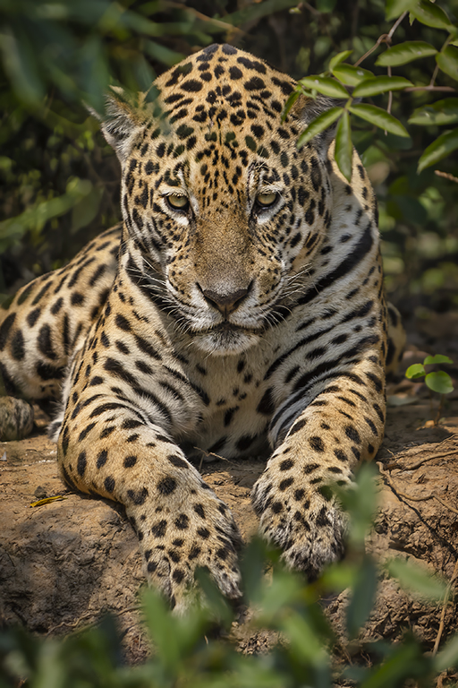Jaguar Photos