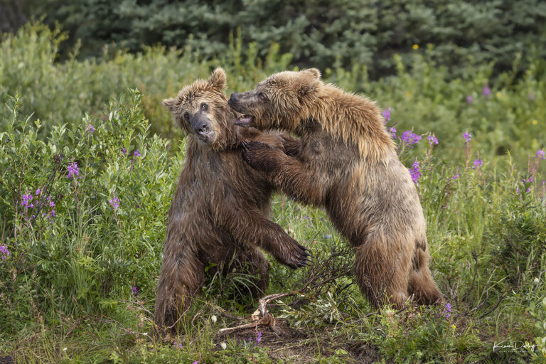 Alaska Bear Photography