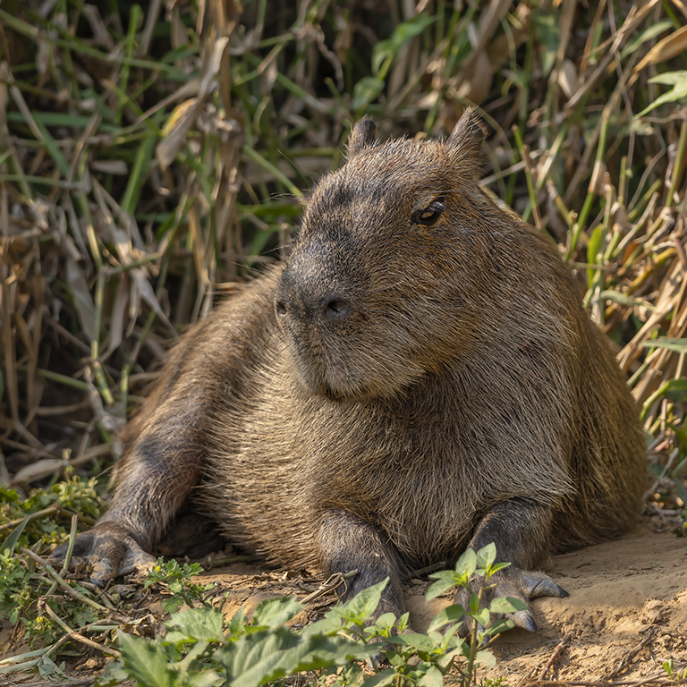 Capybara