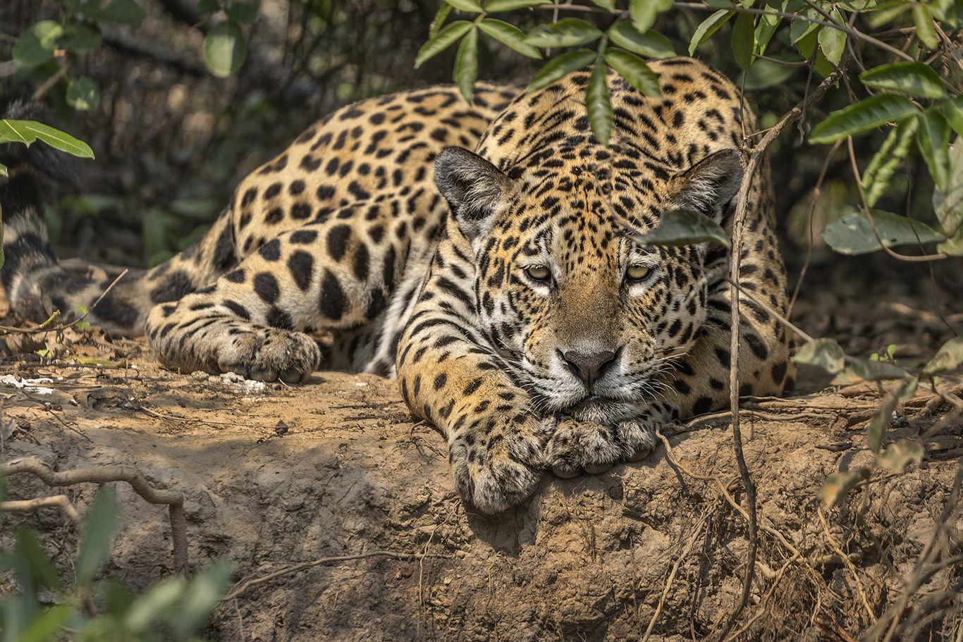 Brazil Archives - Idube Photo Safaris