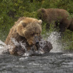Alaska bear photos
