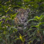 Jaguar Photos