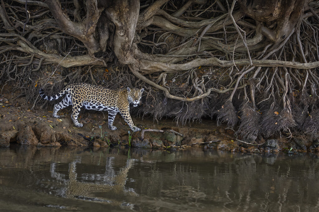 Wild Jaguars