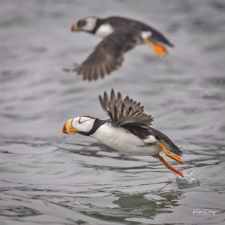 Puffins Kevin Dooley