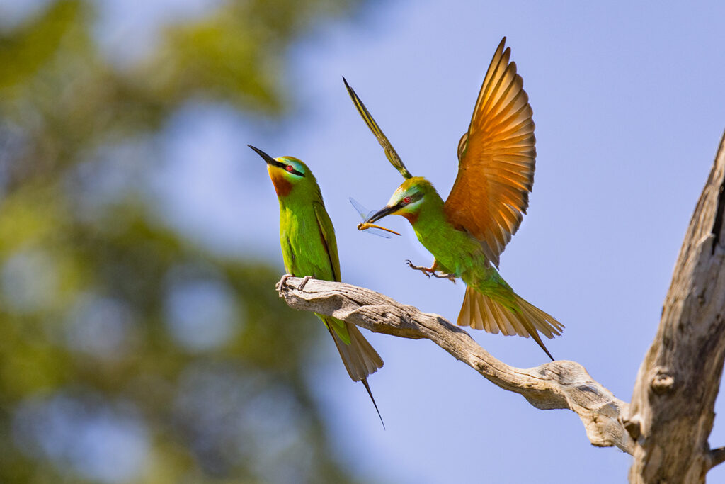 Chobe River Birds