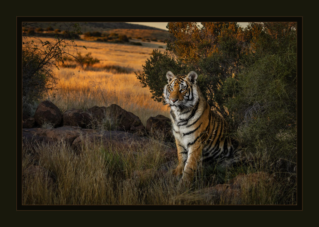 South Africa Tigers