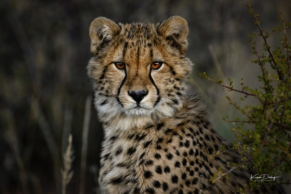 Tiger Canyon Cheetah