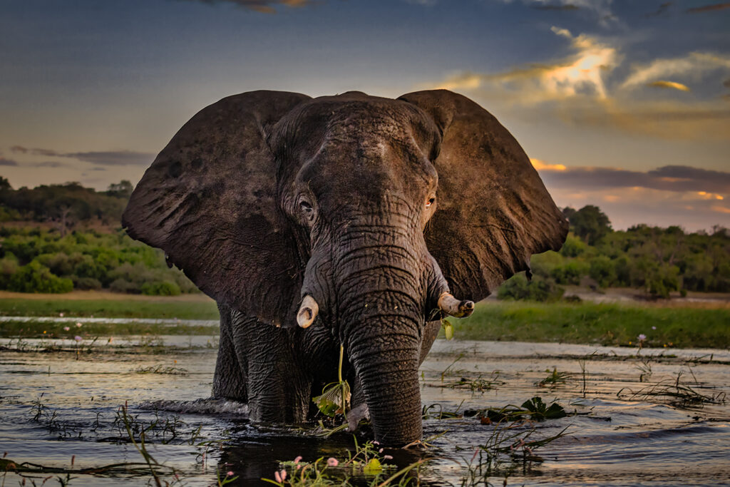 Chobe River Safari