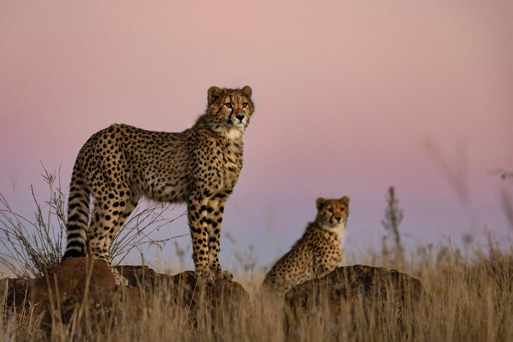 Cheetahs South Africa