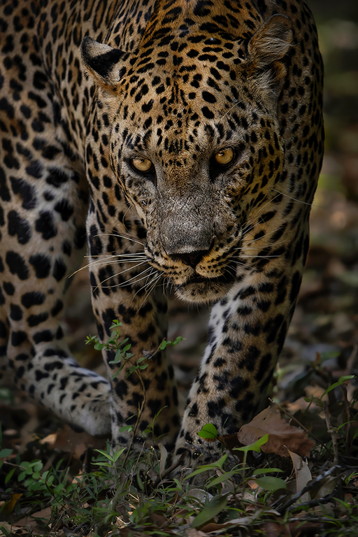 Sri Lanka Leopards