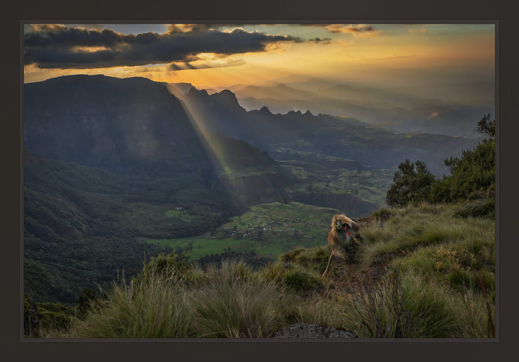 Ethiopia wildlife safari