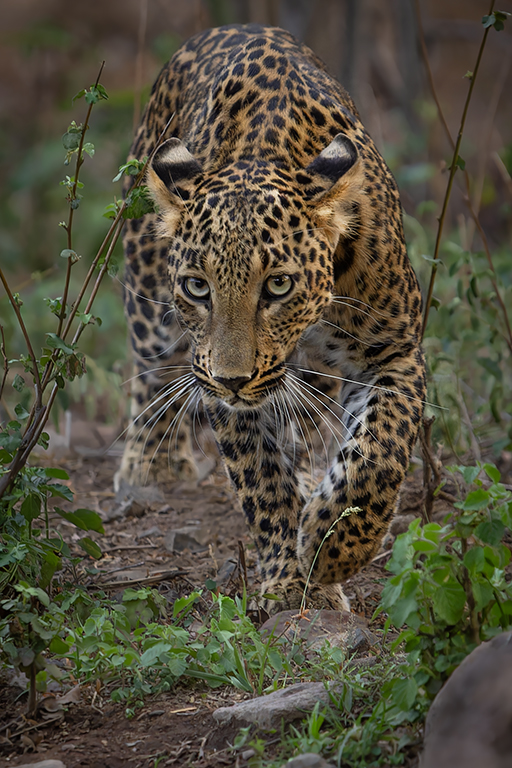 Indian Leopards