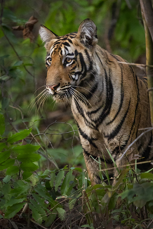 India Tigers