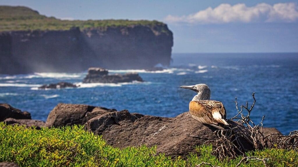 Galapagos