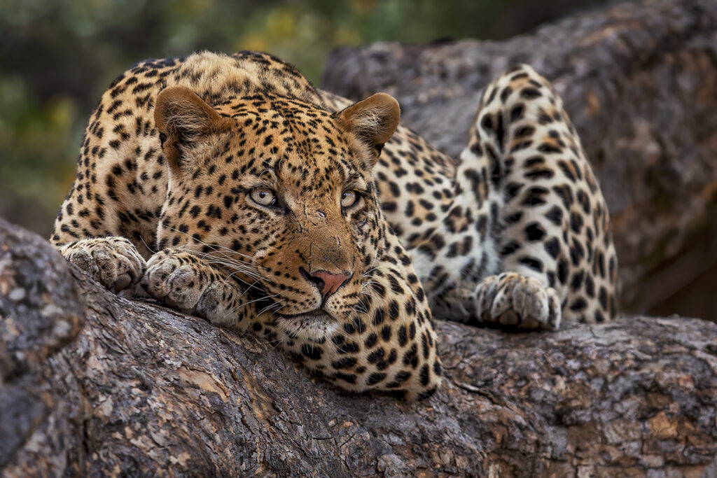 Leopards of Botswana